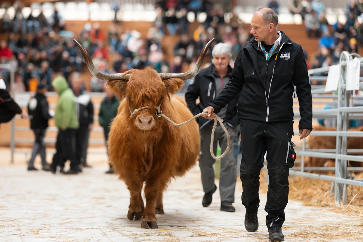 Man sieht ein Highland Cattle mit riesigen Hörnern, das geführt wird.